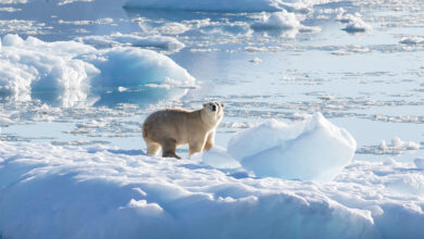 Einige Eisbären in Grönland überleben auf überraschend wenig Meereis