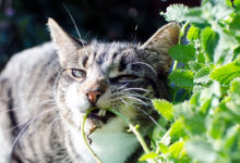 Katzen, die auf Katzenminze kauen, verstärken die insektenabwehrenden Kräfte der Pflanze