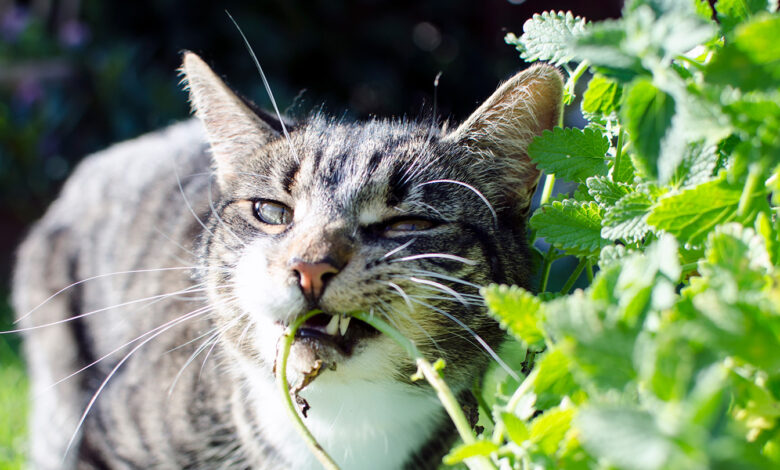 Katzen, die auf Katzenminze kauen, verstärken die insektenabwehrenden Kräfte der Pflanze
