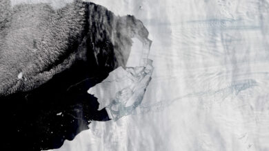 Uralte Pinguinknochen zeigen eine beispiellose Schrumpfung wichtiger antarktischer Gletscher
