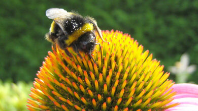 Blütenform und -größe beeinflussen die Chancen der Bienen, Darmparasiten zu fangen
