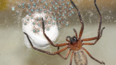 Diese Jägerspinnen tun etwas Seltsames: Sie leben als große, glückliche Familie zusammen