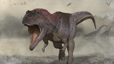 Ein neu entdeckter Dinosaurier hatte winzige Arme, bevor T. rex sie cool machte