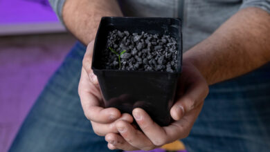 Astronauten könnten Asteroidenerde für den Anbau von Pflanzen verwenden