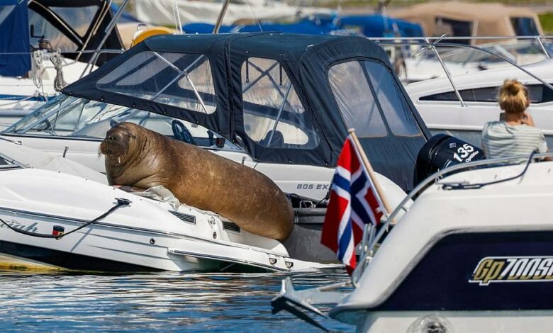 Massen von Touristen, die "nicht Abstand halten konnten", werden für den Tod des berühmten Walrosses in Norwegen verantwortlich gemacht