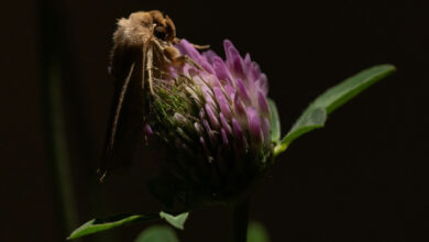 Motten bestäuben nachts Kleeblüten, nachdem die Bienen nach Hause gegangen sind