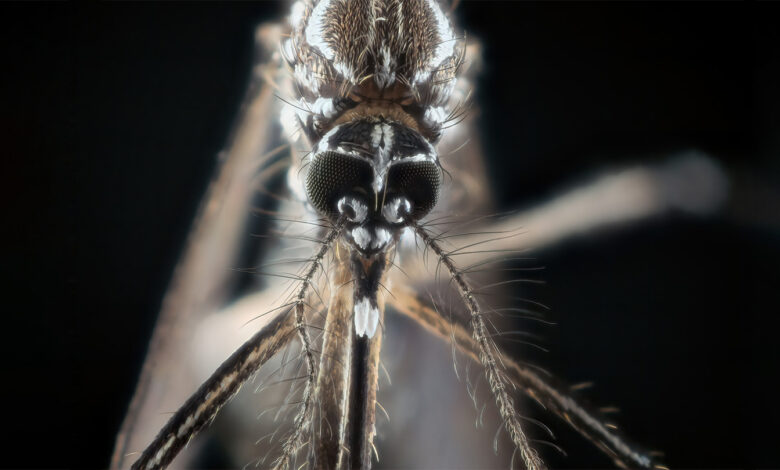 Warum Mücken dich besonders gut riechen können