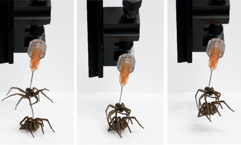 Wissenschaftler verwandelten tote Spinnen in Roboter
