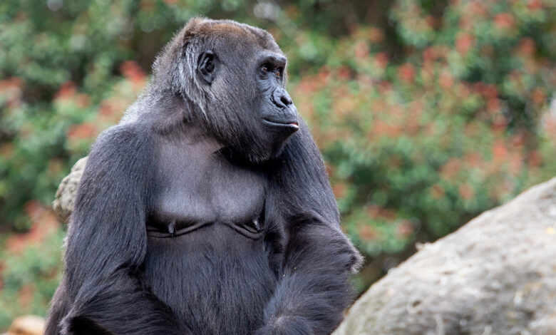 Zoo-Gorillas verwenden einen seltsamen neuen Ruf, der wie ein niesendes Husten klingt