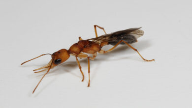 Ein cleverer molekularer Trick verlängert das Leben dieser Ameisenköniginnen