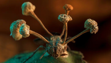 Ein preisgekröntes Foto zeigt einen „Zombie“-Pilz, der aus einer Fliege ausbricht