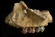 Fossile Funde brachten Gibbons bereits vor 8 Millionen Jahren nach Asien