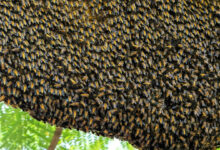 Hier ist, was riesige Honigbienen dazu bringt, die Welle zu machen