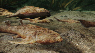 Alte Fischfossilien unterstreichen die Seltsamkeit unserer Wirbeltiervorfahren
