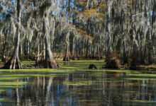 „Fen, Bog & Swamp“ erinnert die Leser daran, warum Moore wichtig sind